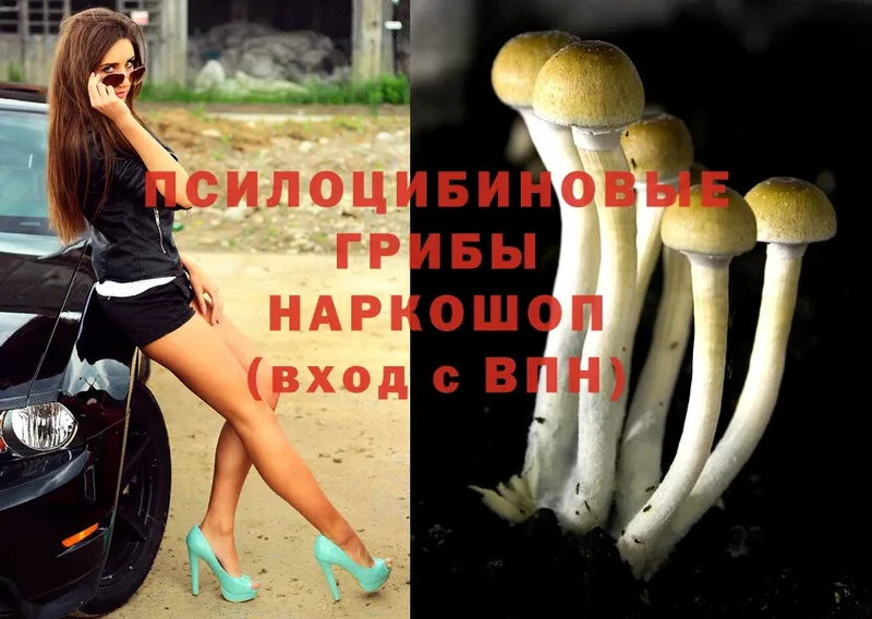 Галлюциногенные грибы Psilocybine cubensis  Болгар 